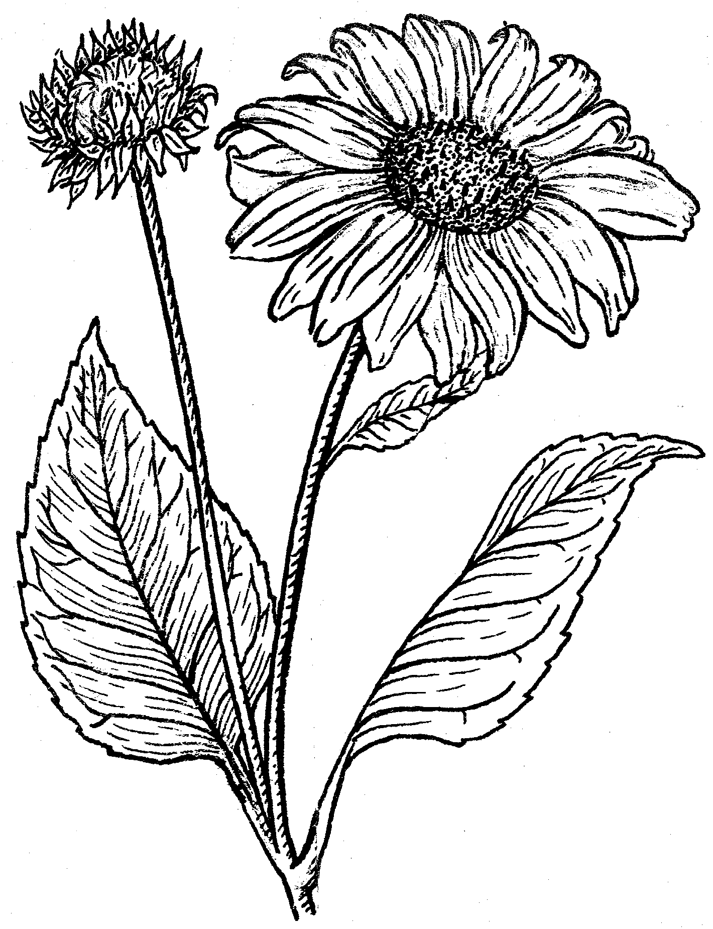 flower cartoon daisy and sunflower botanical herbs line drawing gerbera dra...