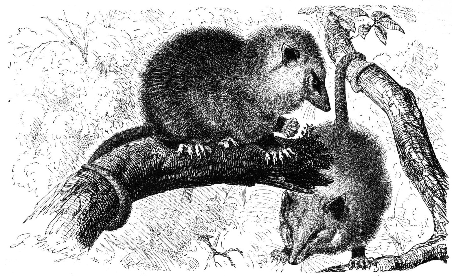 File:Opossum-drawing.jpg - The Work of God's Children