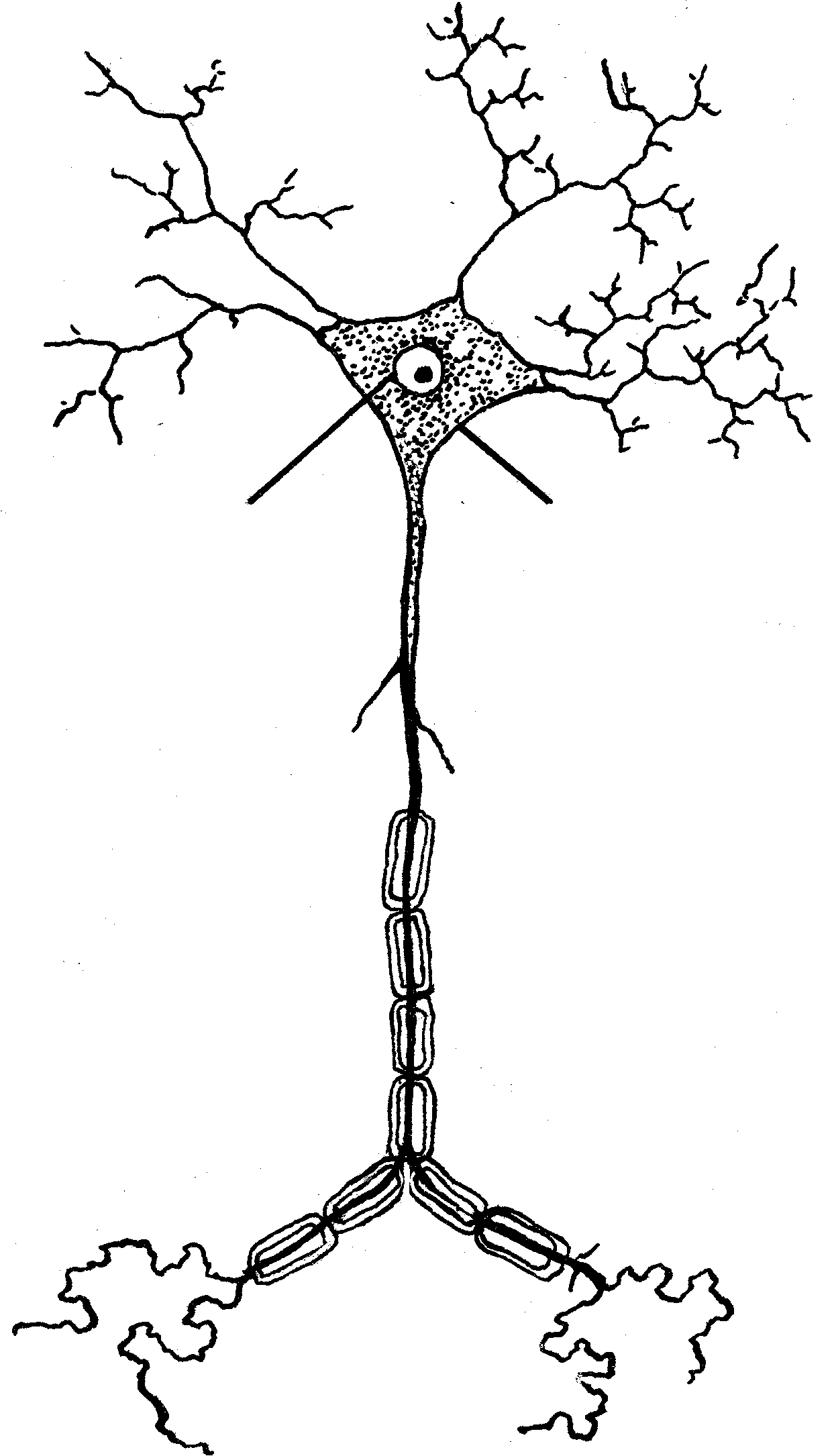 File:Neuron (PSF).png - The Work of God\u0026#39;s Children