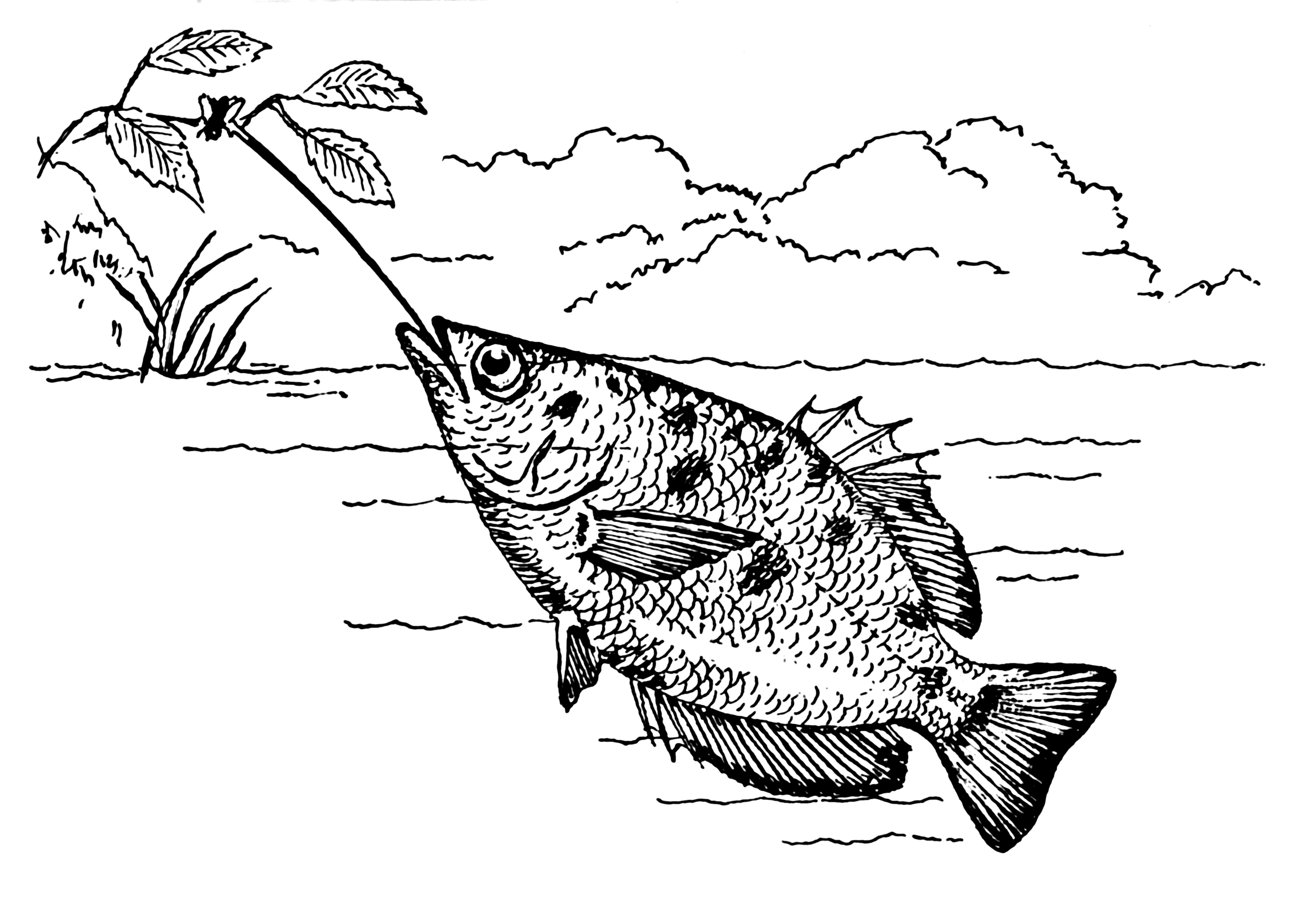 File:Archerfish 001.png - The Work of God's Children