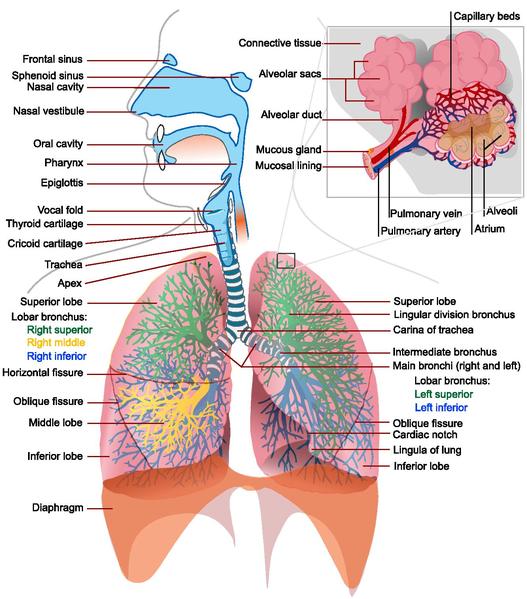 File:Respiratory system complete en.pdf - The Work of God's Children